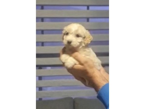 Maltipoo yavrularımız teslime hazır