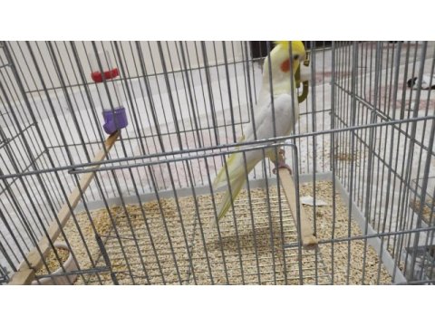 Konuşan lutino sultan papağanı