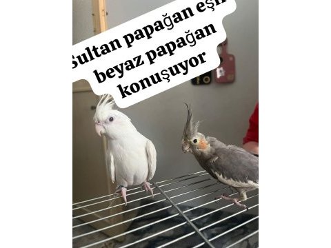 Sultan papağanımız