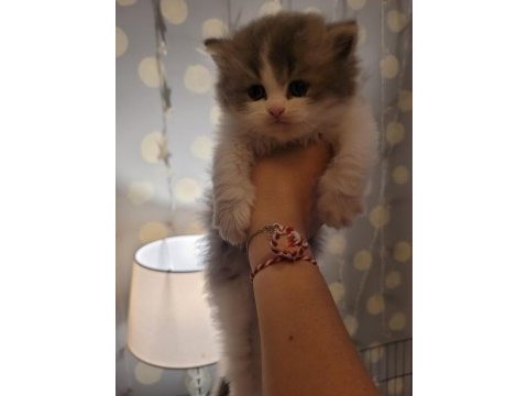 Üst kalite british longhair yavrularım teslime hazır!!!