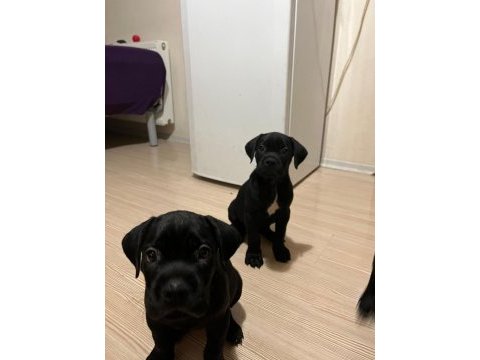 3 aylık cane corsa yeterince süt almış