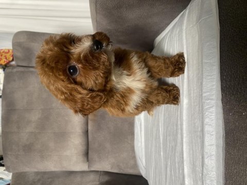 T cup red maltipoo oğlumuz