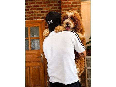 Dev poodle yavruları