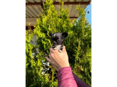 Şivava köpeklerimiz