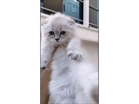 British longhair yavrularımız ırk ve sağlık garantili