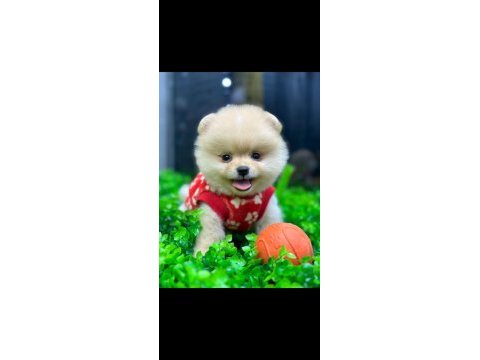 Pomeranian boo ve spitz (ayı surat ve tilki surat)