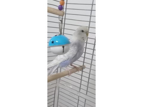 Bu renkte başka yok 1 yaş dişi muhabbet kuşu