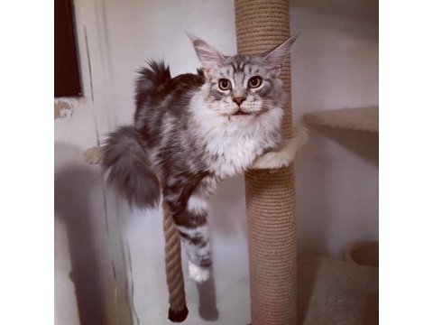Yalnızca ömürlük tecrübeli ailelere safkan maine coon