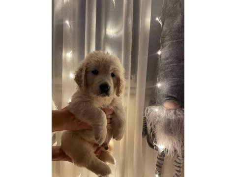 Golden retriever yavrular canlı görerek alabilirsiniz