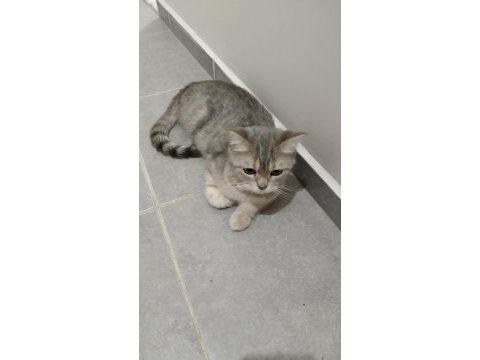 British shorthair silver 2 yaşında