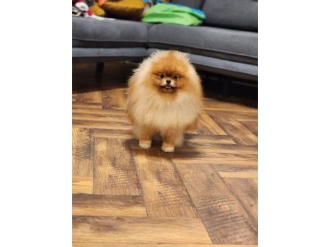 Show class erkek eşsiz güzellikte pomeranian boo