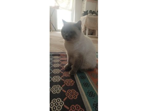 Bluepoint anne kedimiz kısır değil sahiplendirme