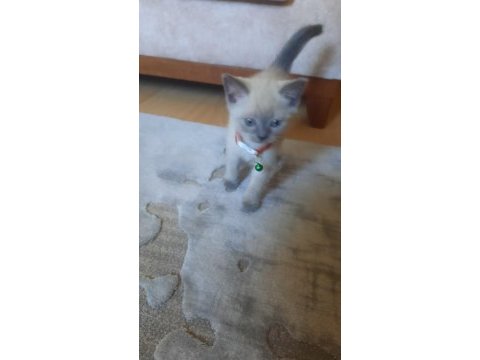 Scottish fold 55 günlük mama ve tuvalet eğitimi var
