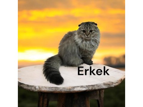 Safkan yavru scottish golden