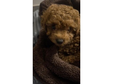 Gölgemiz çok tatlı poodle