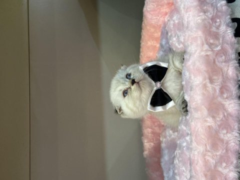 Scottish fold blue point bebekler