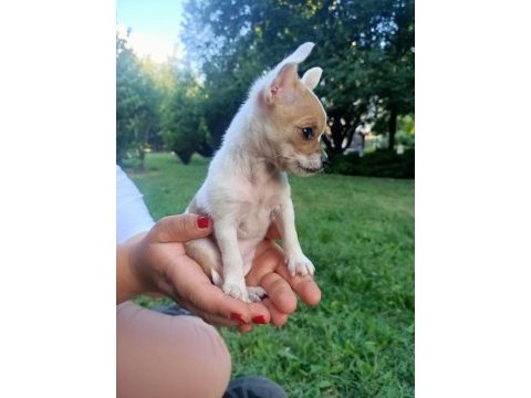 Dişi 3 aylık chihuahua