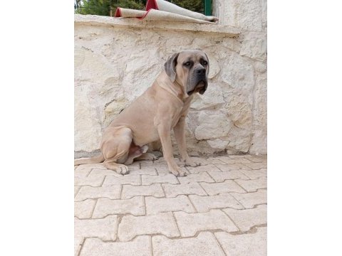 1.5 yaşında erkek cane corso