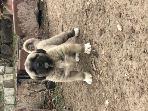 Orjinal has kangal yavruları
