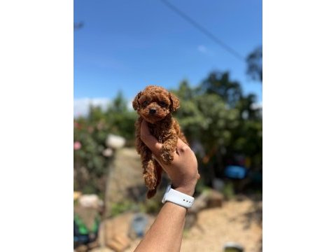 Teacup korea poodle aşılı eğitimli 