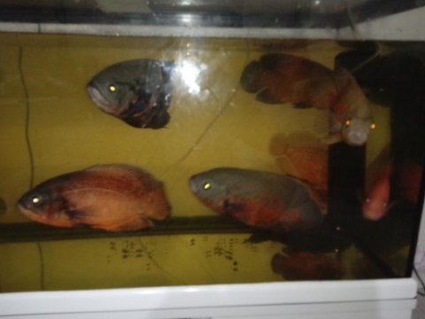 Cichled balık
