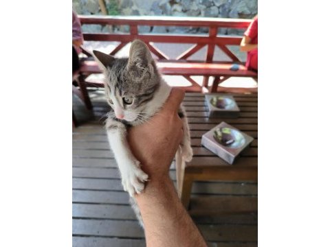 Veteriner kliniği ücretsiz kedi sahiplendirme