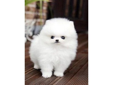 Pomeranian boo erkek dişi yavrularımız