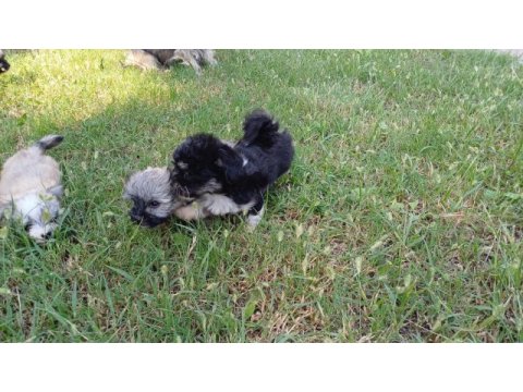 Anne morkie baba maltese
