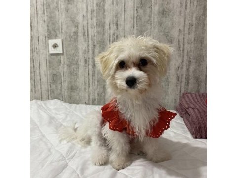 Dişi maltipoo yavru