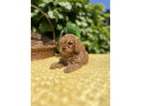 Harika güzellikte toy poodle yavrular
