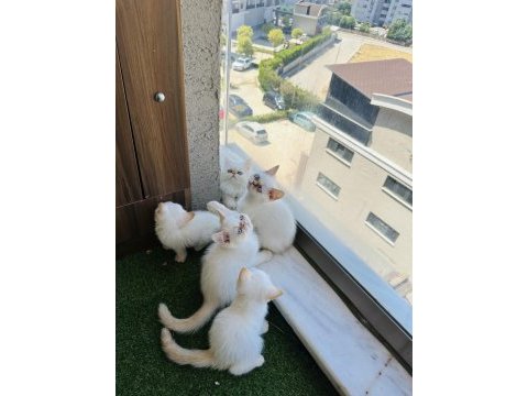 Exotic shorthair iran persian show bebekler