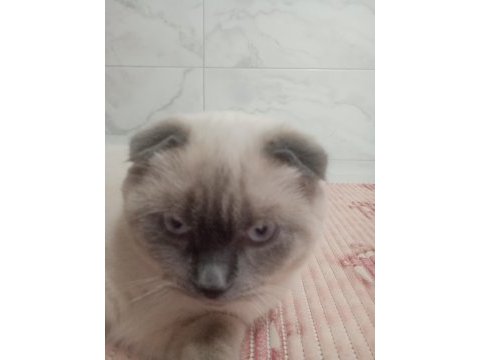 Scottish fold blue point