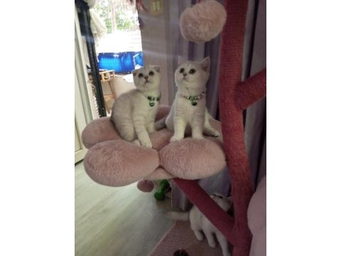Scottish fold lilac silver tabby. safkan bebek catteryden