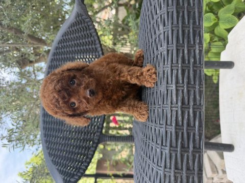 Kore poodle kızlar ve erkekler