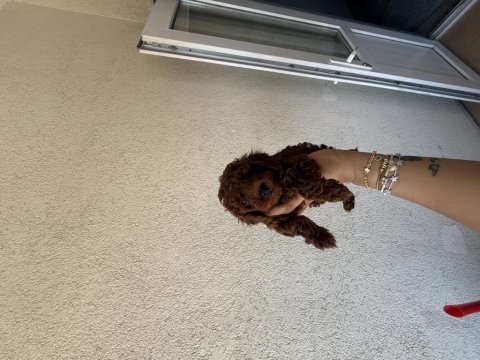 En koyusunu isteyene dark redbrown erkek kore toy poodle
