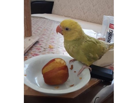 El besleme yüksek mutasyon double kafa pakistan papağanı