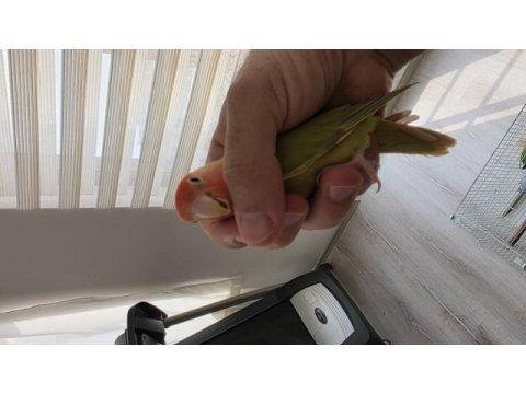 Kendi üretimim nitelikli sevda papağanı