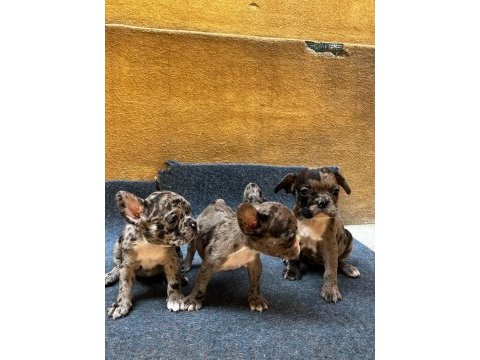 French bulldog yavrularımız ırk garantilidir