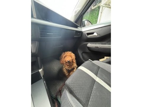 Minik poodle dostum