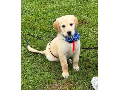 Golden retriever erkek yavru eğitimli