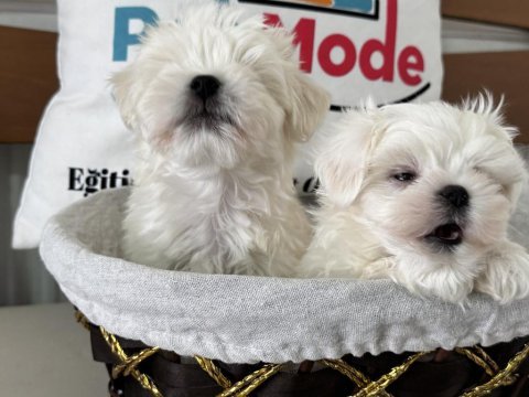 Tea cup kore kan maltese ziyarete açık