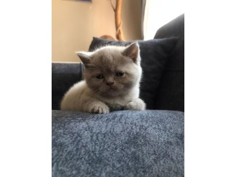British shorthair yavrum