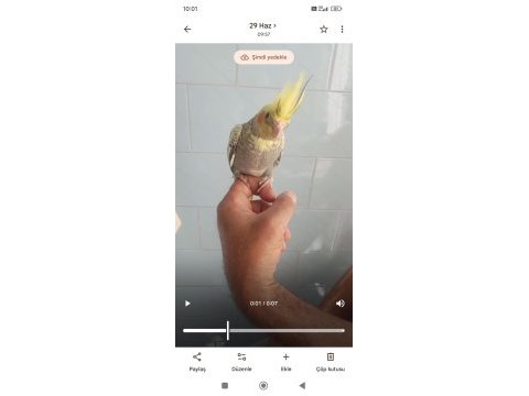 Alışık sultan papağanı