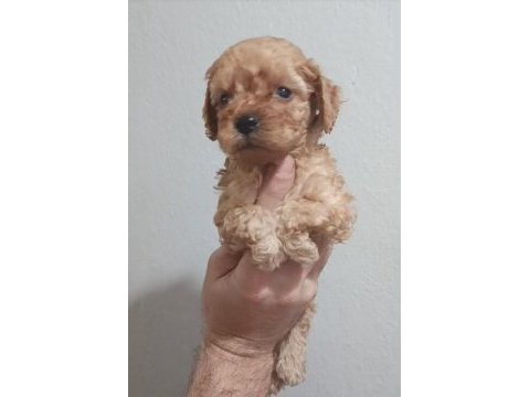 Maltipoo yavrular