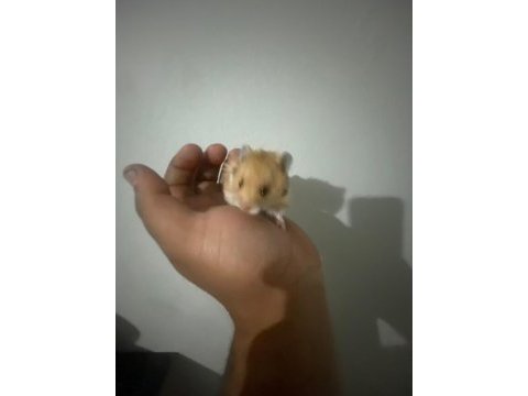 Ev üretimi teddy bear hamster