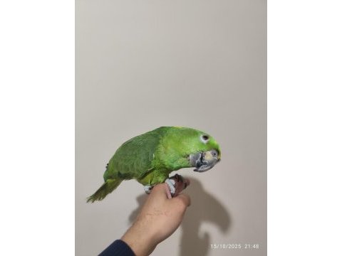 Üst düzey konuşan sarı ense amazon
