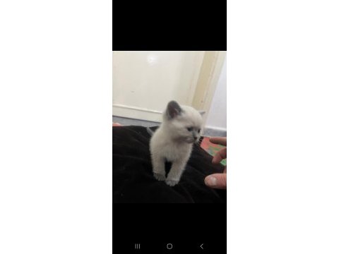 Sevimli british shorthair oğlumuz yeni yuvasını arıyor