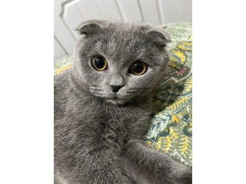 Full orjinal 5 aylık dişi evde büyümüş scottish fold