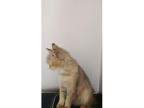 Turuncu british longhair ücretsiz
