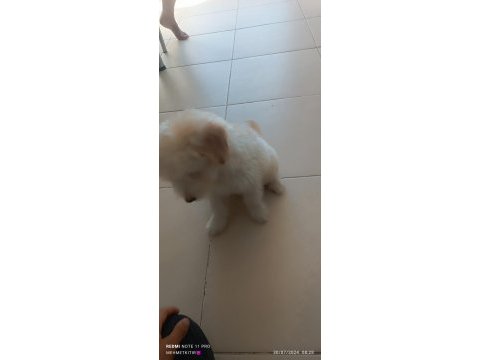 Köpeğim 3,5 aylık malzemeleri ile birlikte vereceğim